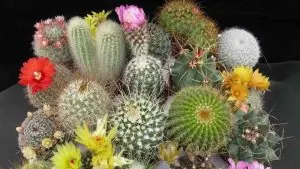 Ideas para regalos de navidad